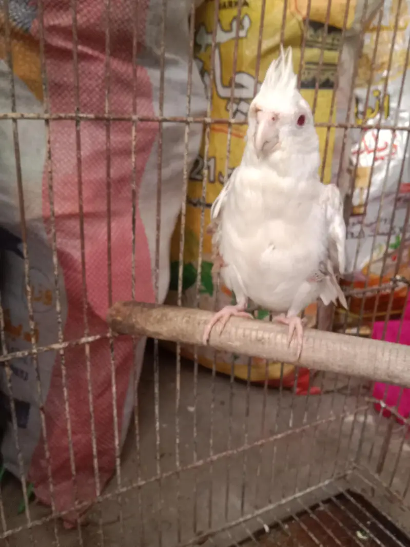 500×2=1000 . cocktail red eyes pair for sale semi hand tame — photo 6
