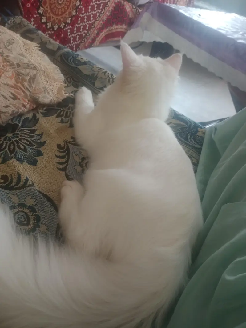 Persian tiripal codu hai bacha ha abi tak — photo 2