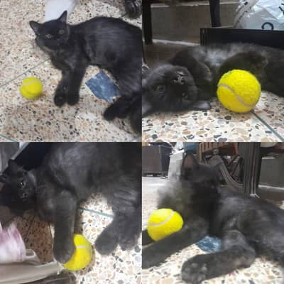 Shaded black persian cat for sale