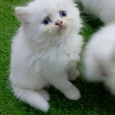 pure persian kitten |white kittens _triple coat /fluffy _cute cat