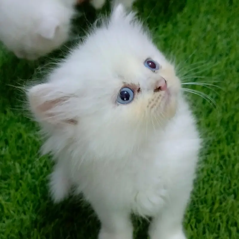 pure persian kitten |white kittens _triple coat /fluffy _cute cat — photo 2