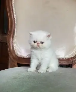 pure persian kitten |white kittens _triple coat /fluffy _cute cat — photo 3