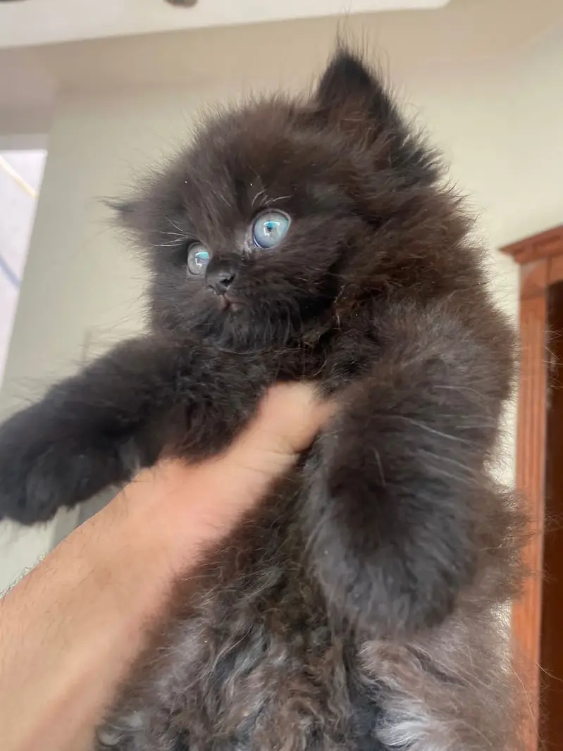 pure persian kitten |white kittens _triple coat /fluffy _cute cat — photo 4
