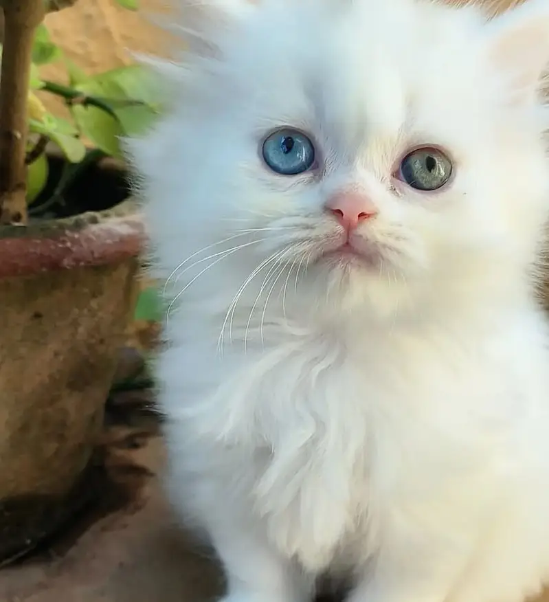 pure persian kitten |white kittens _triple coat /fluffy _cute cat — photo 5