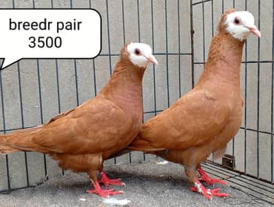 fancy pigeon | kabutar| Jacobin|  frillback saddle | amarican fantail|