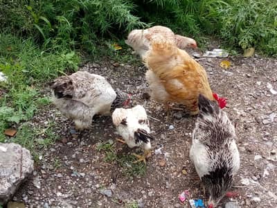 some hens are available for sale