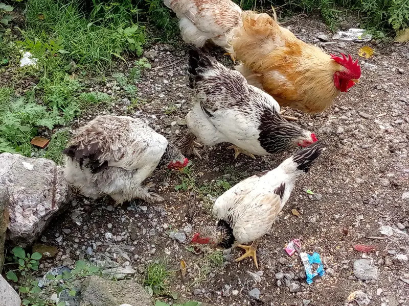 some hens are available for sale — photo 2