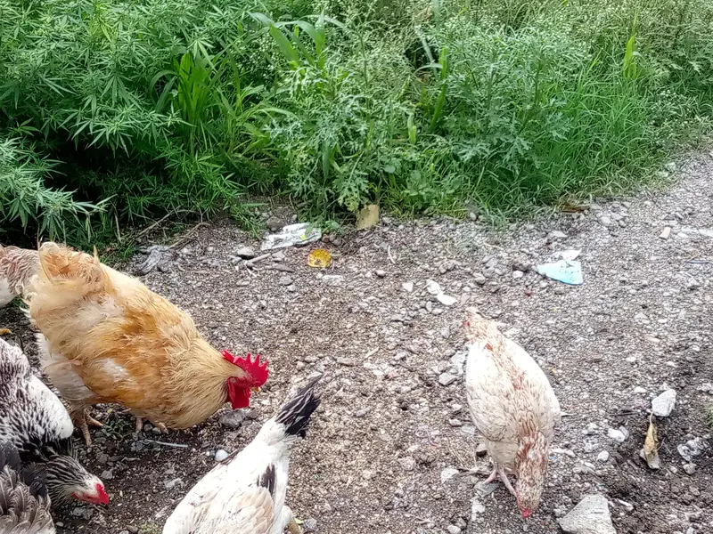 some hens are available for sale — photo 3