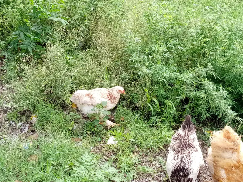 some hens are available for sale — photo 4