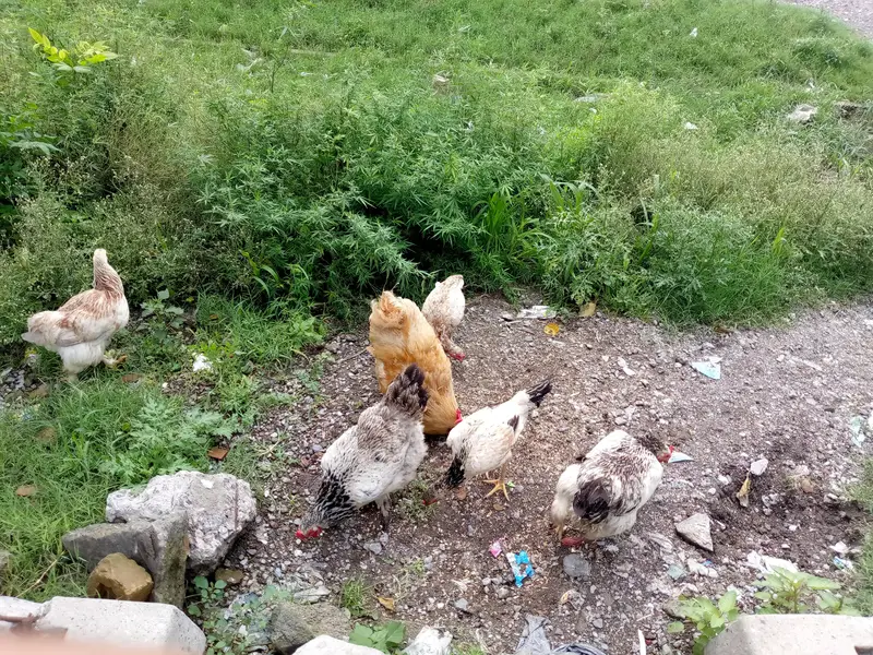 some hens are available for sale — photo 5
