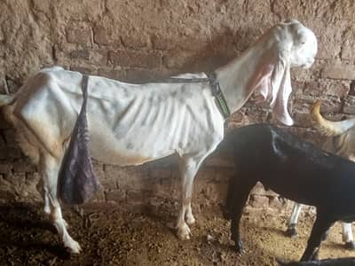 Rajun pori