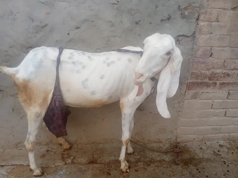 Rajun pori — photo 3