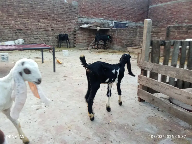 Rajun pori — photo 4