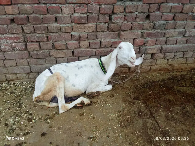 Rajun pori — photo 5