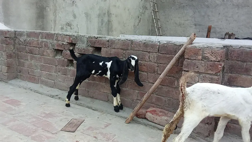 Rajun pori — photo 6