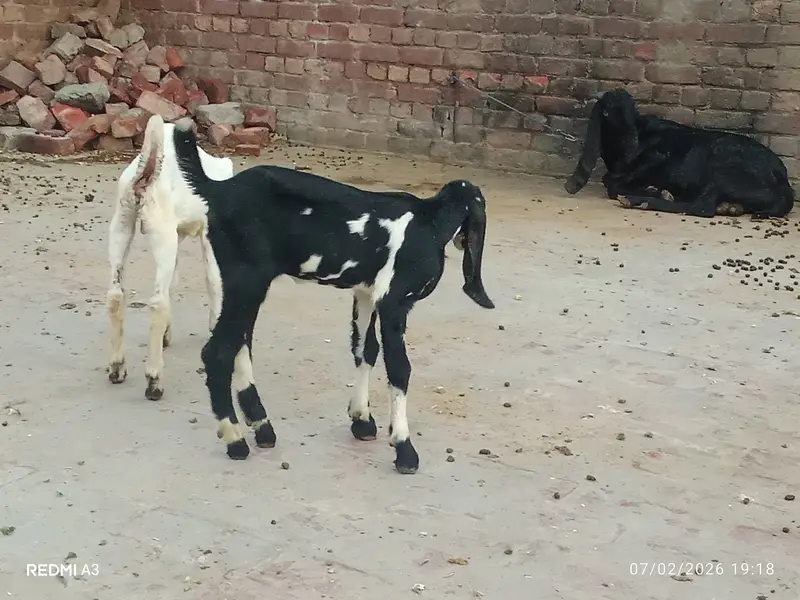 Rajun pori — photo 10