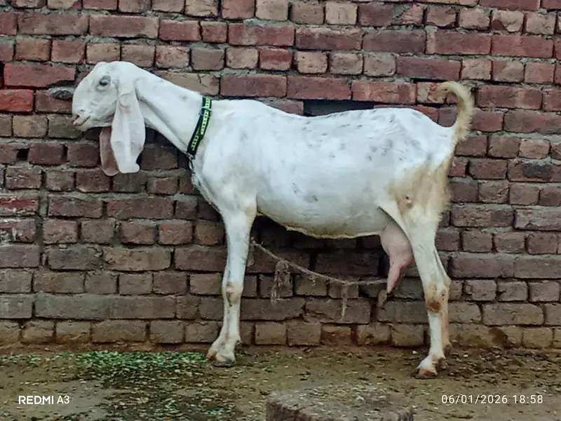 Rajun pori — photo 11