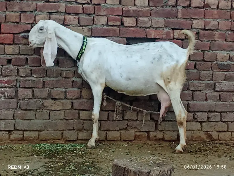 Rajun pori — photo 12