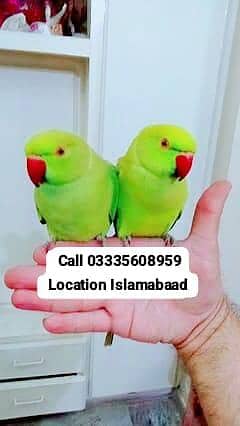 Single 5000 Fixed  Hand Tamed Green Ring Neck Male/Female Parrots