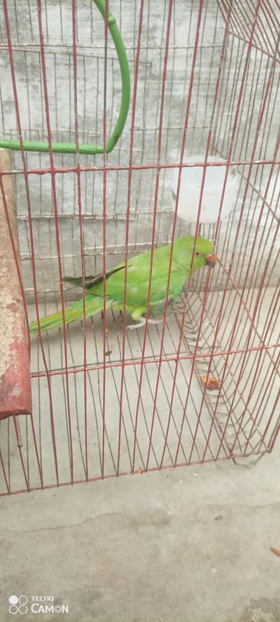 ringneck parrot for sale