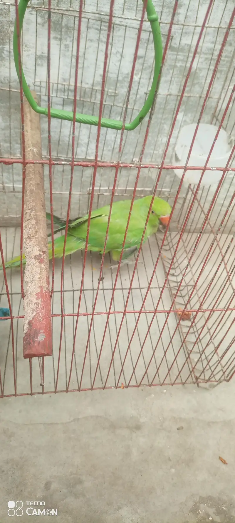 ringneck parrot for sale — photo 2