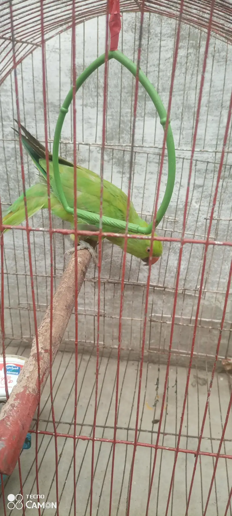 ringneck parrot for sale — photo 3
