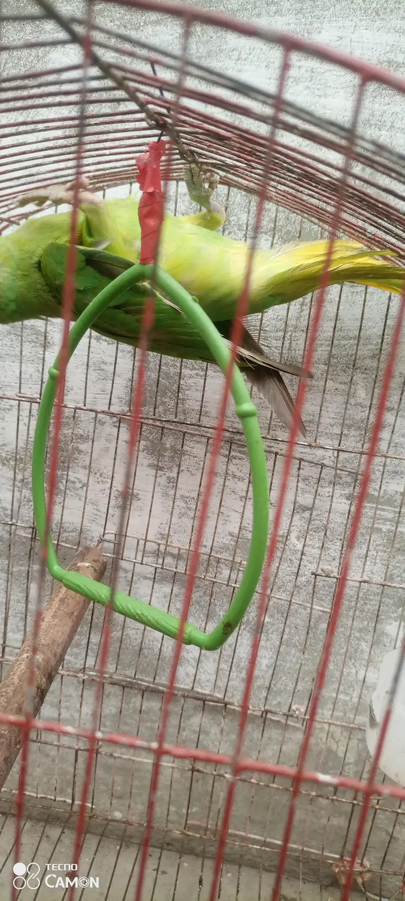 ringneck parrot for sale — photo 4