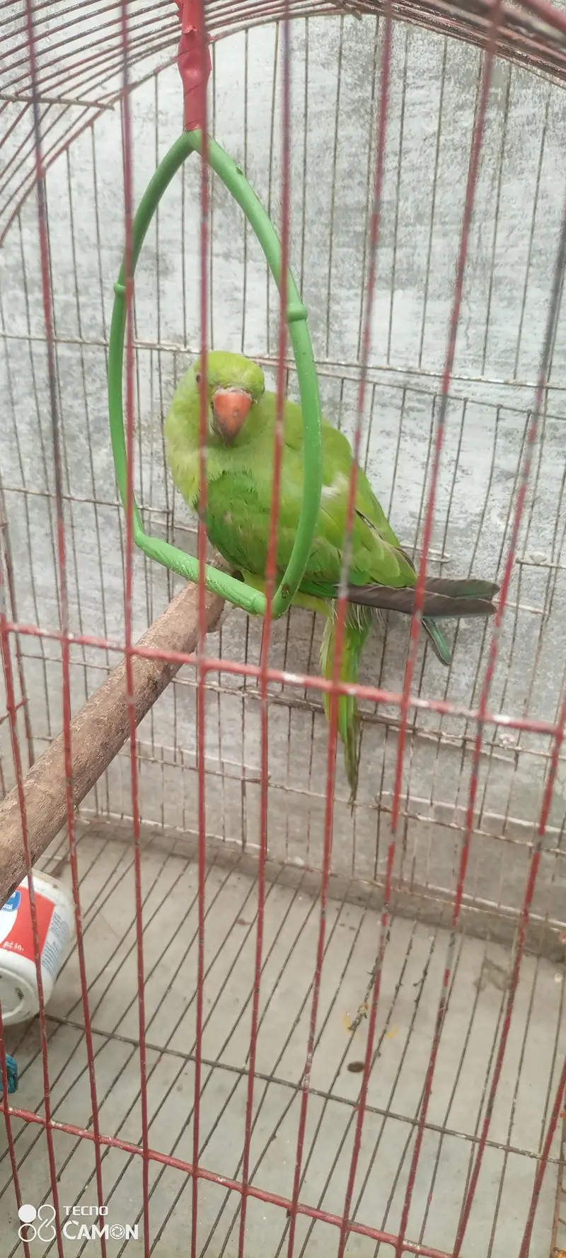 ringneck parrot for sale — photo 5
