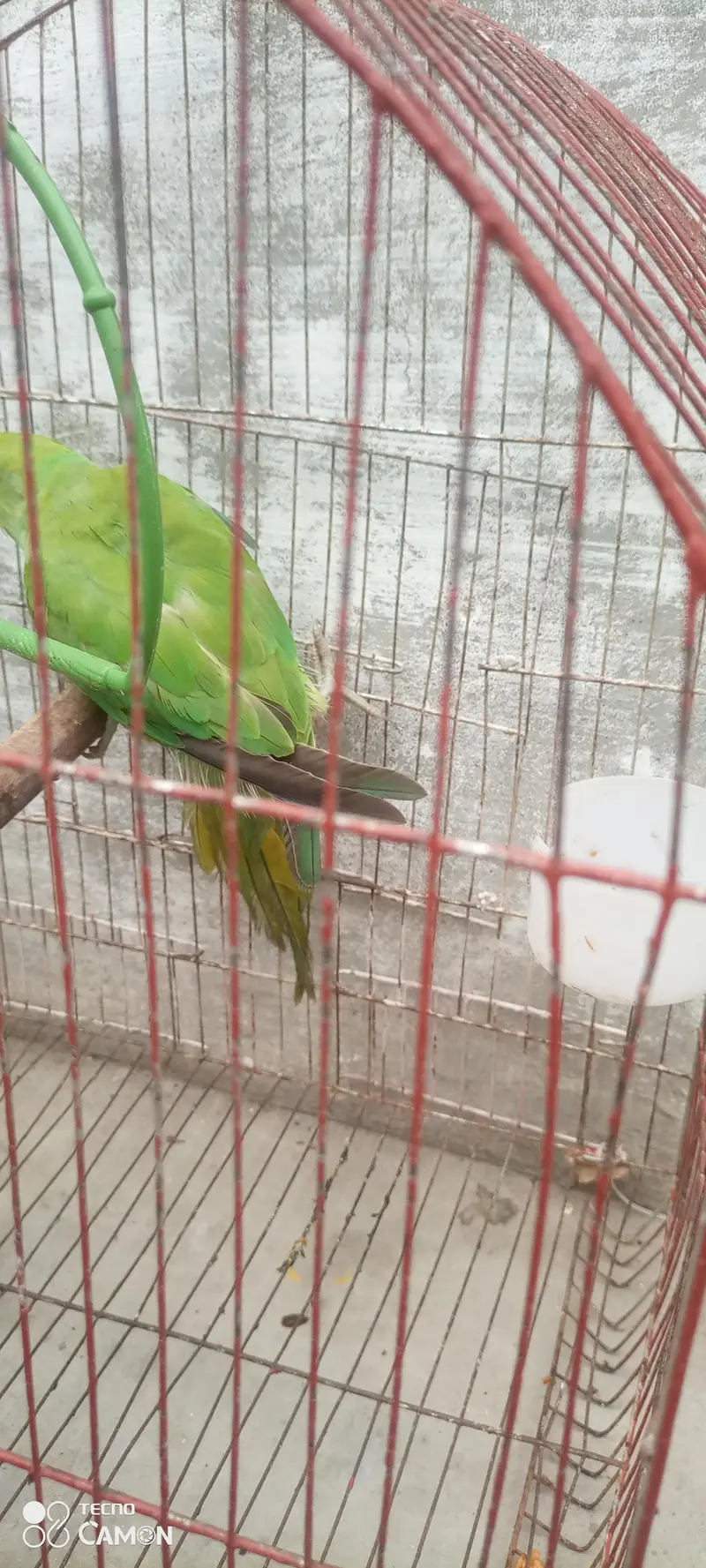 ringneck parrot for sale — photo 6