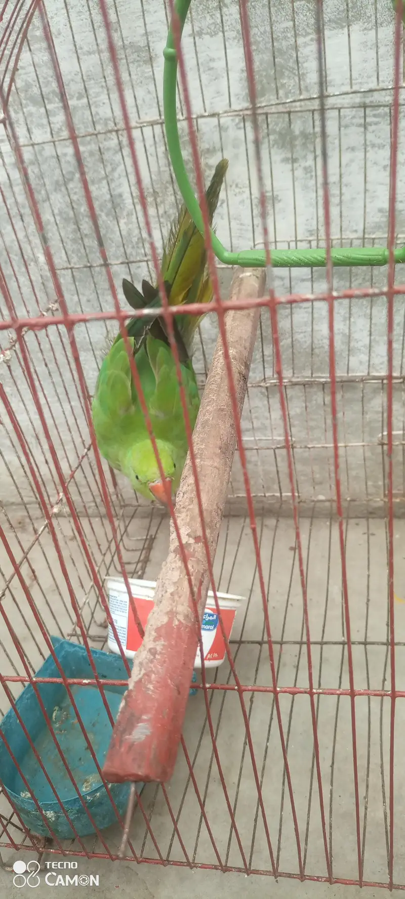 ringneck parrot for sale — photo 7