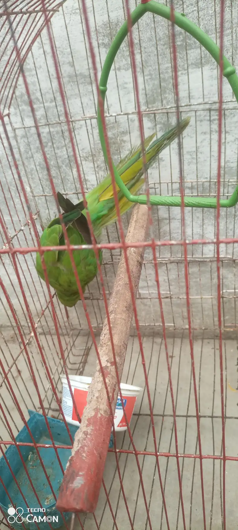 ringneck parrot for sale — photo 8