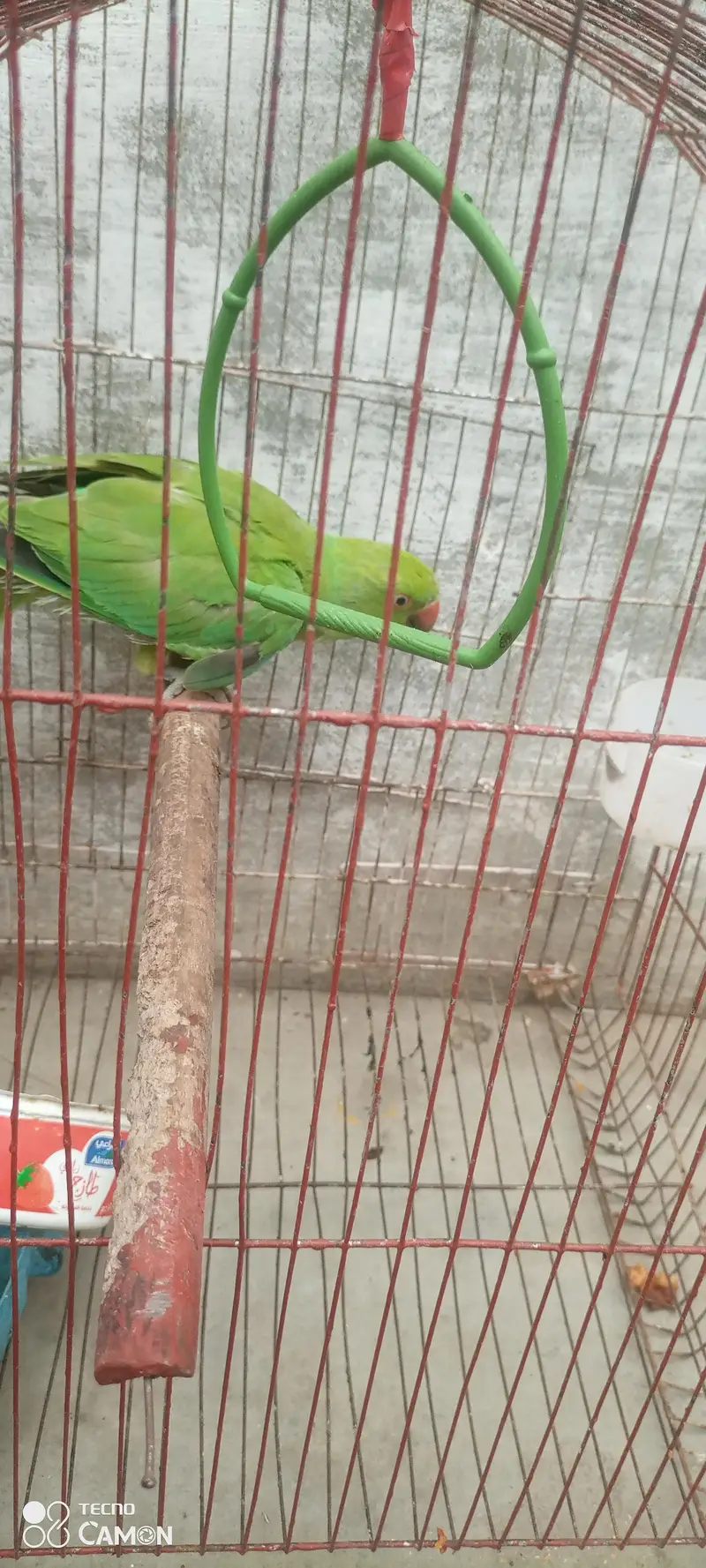 ringneck parrot for sale — photo 9