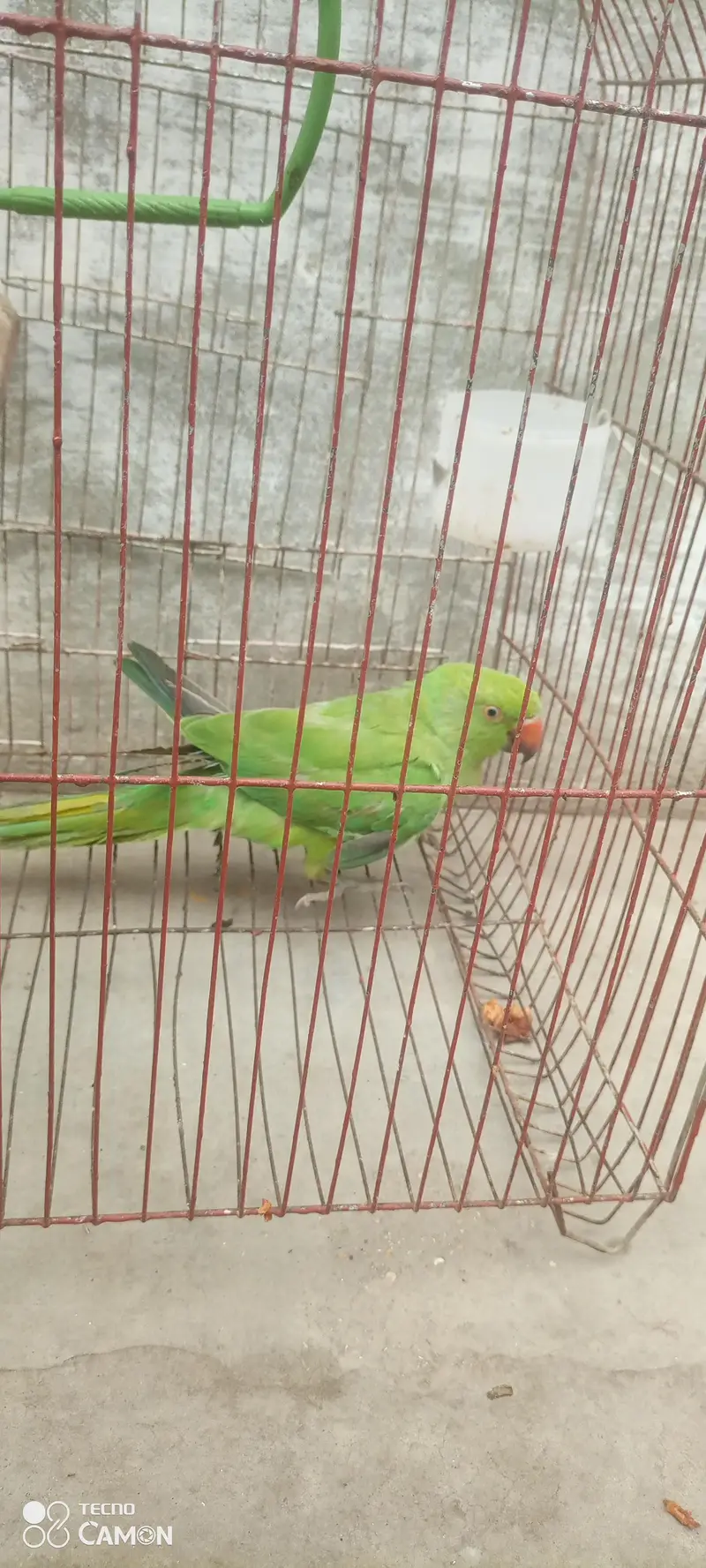 ringneck parrot for sale — photo 10