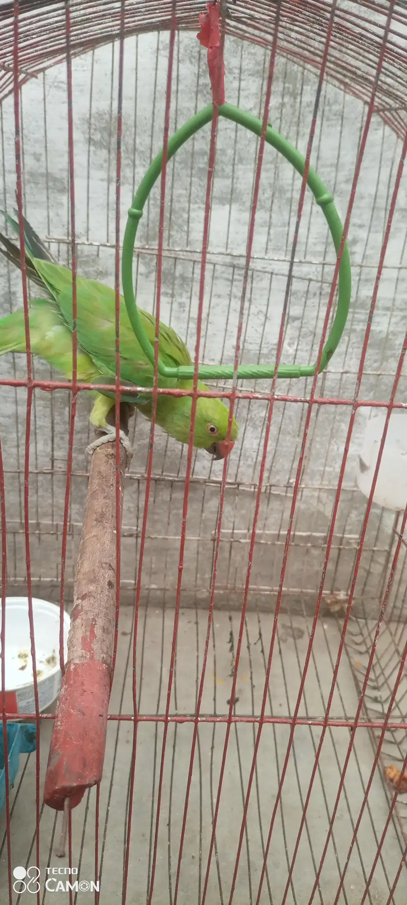 ringneck parrot for sale — photo 11