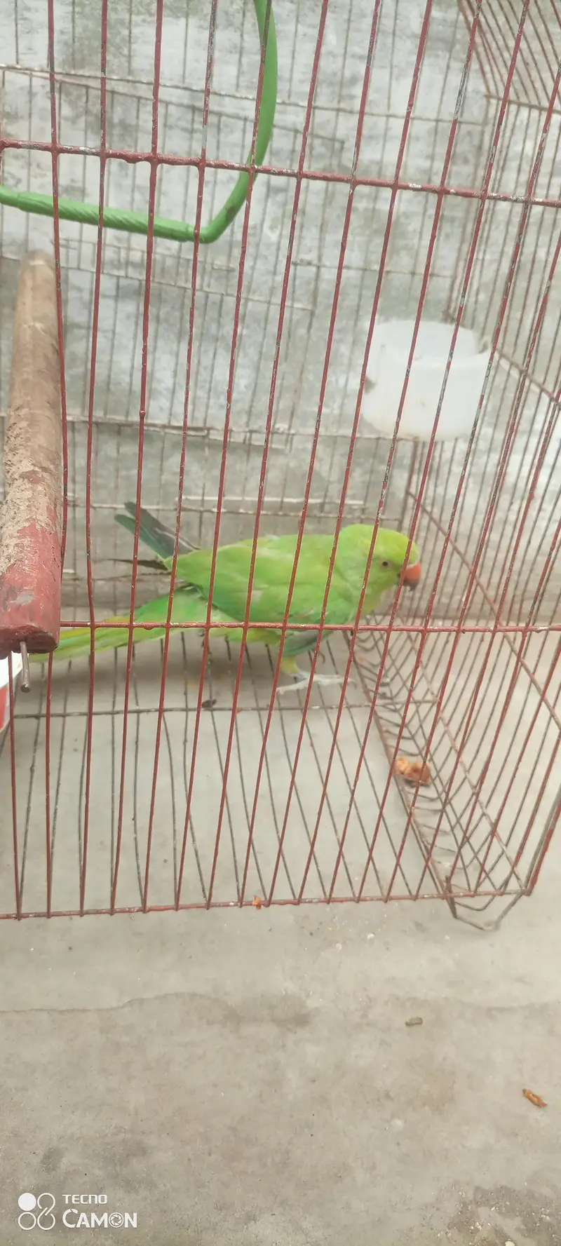 ringneck parrot for sale — photo 12