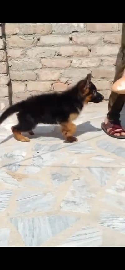 German- shepherd puppies WhatsApp contact 0344175288two
