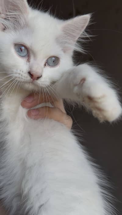 3 male kitten for sale