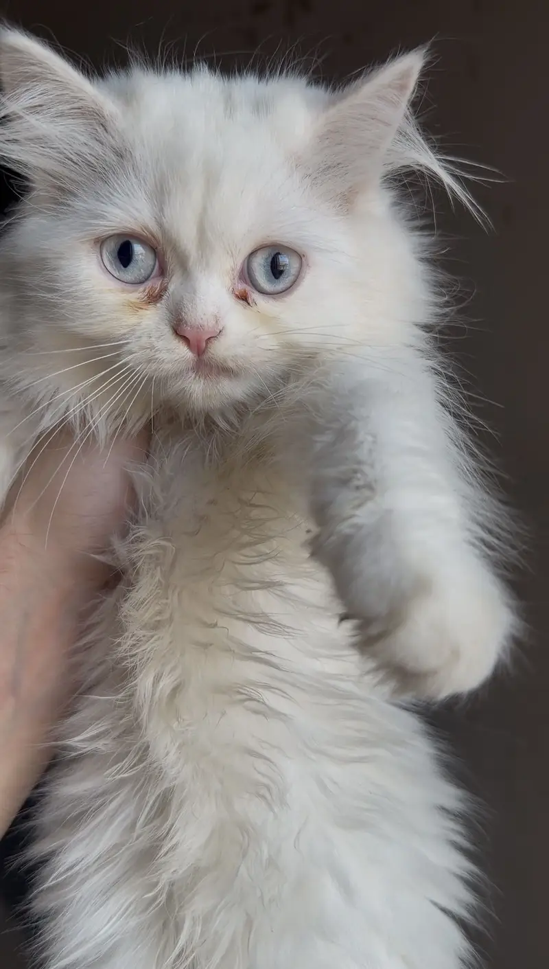 3 male kitten for sale — photo 2