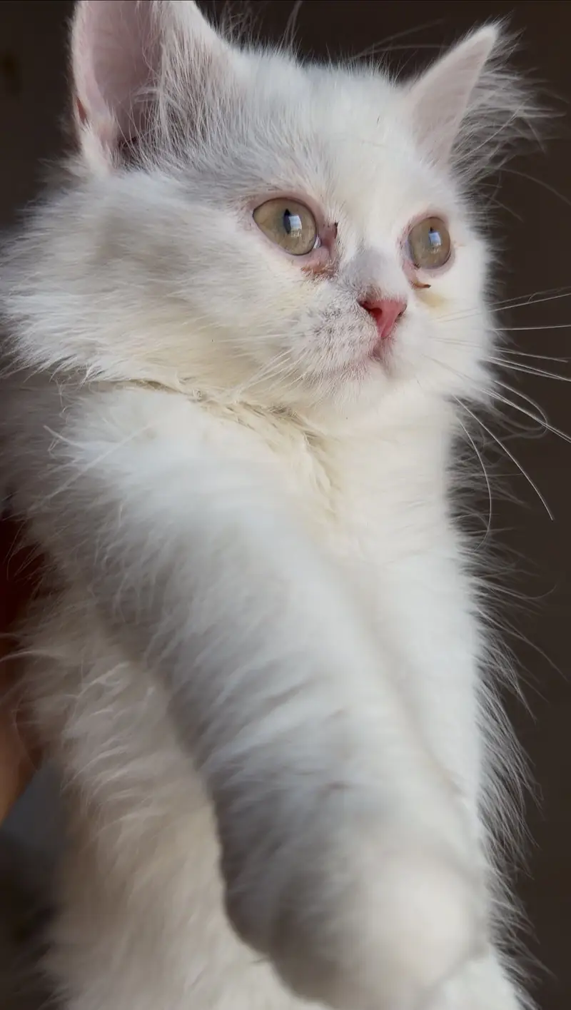 3 male kitten for sale — photo 3