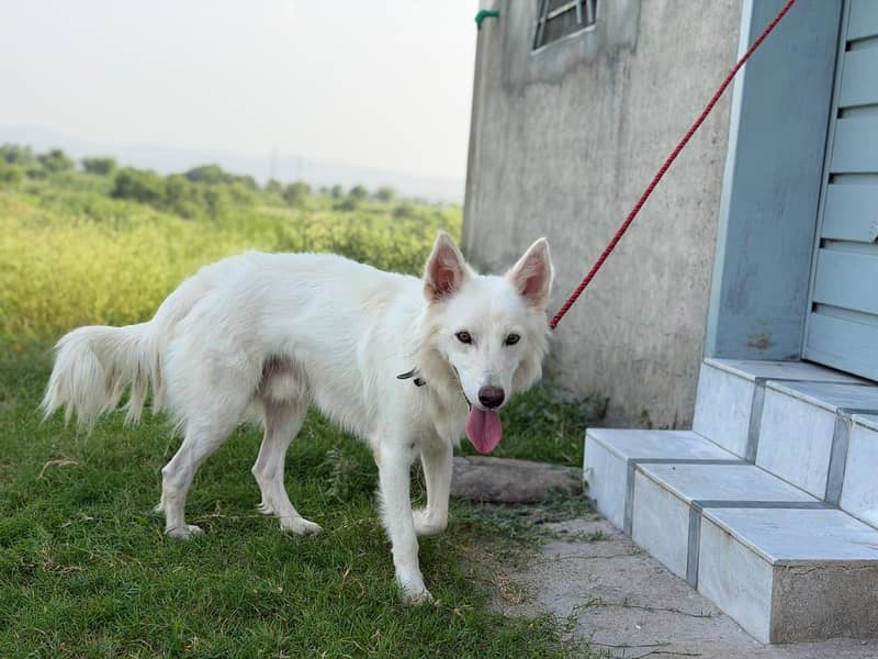 huskey 1