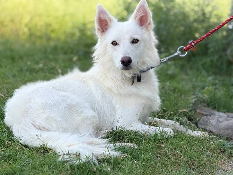 huskey 2