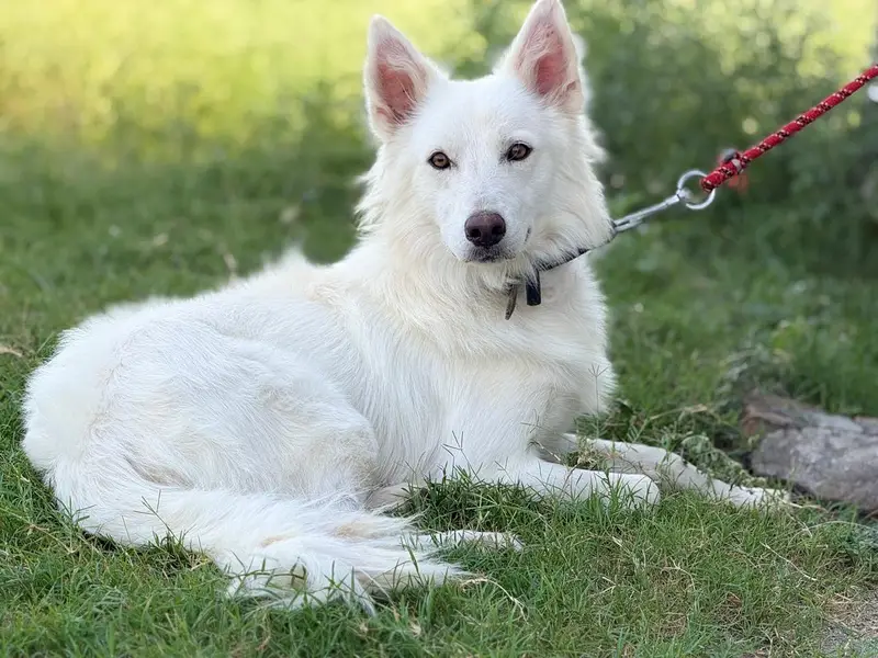 huskey — photo 4