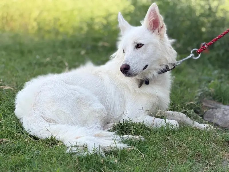 huskey — photo 5
