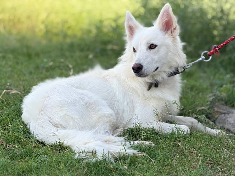 huskey 5