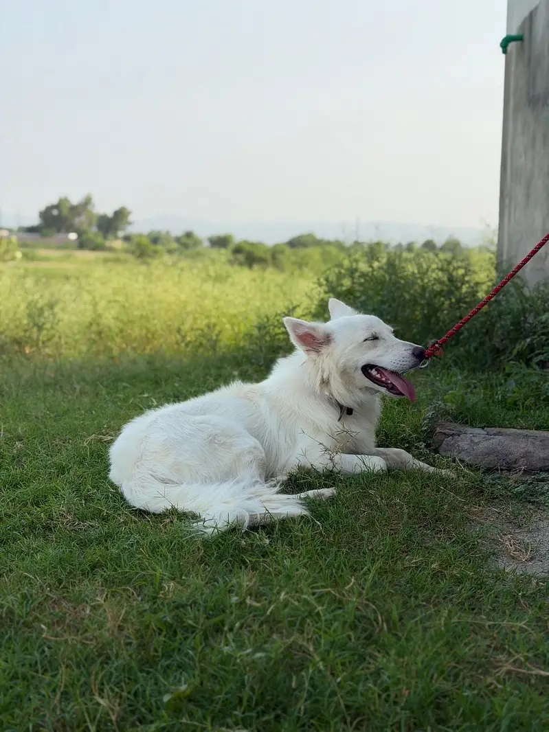 huskey — photo 7