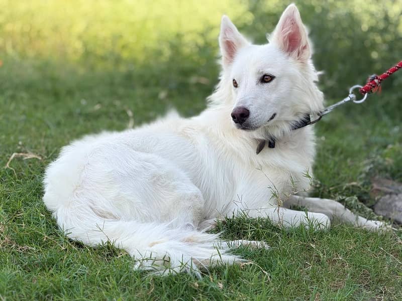 huskey 7