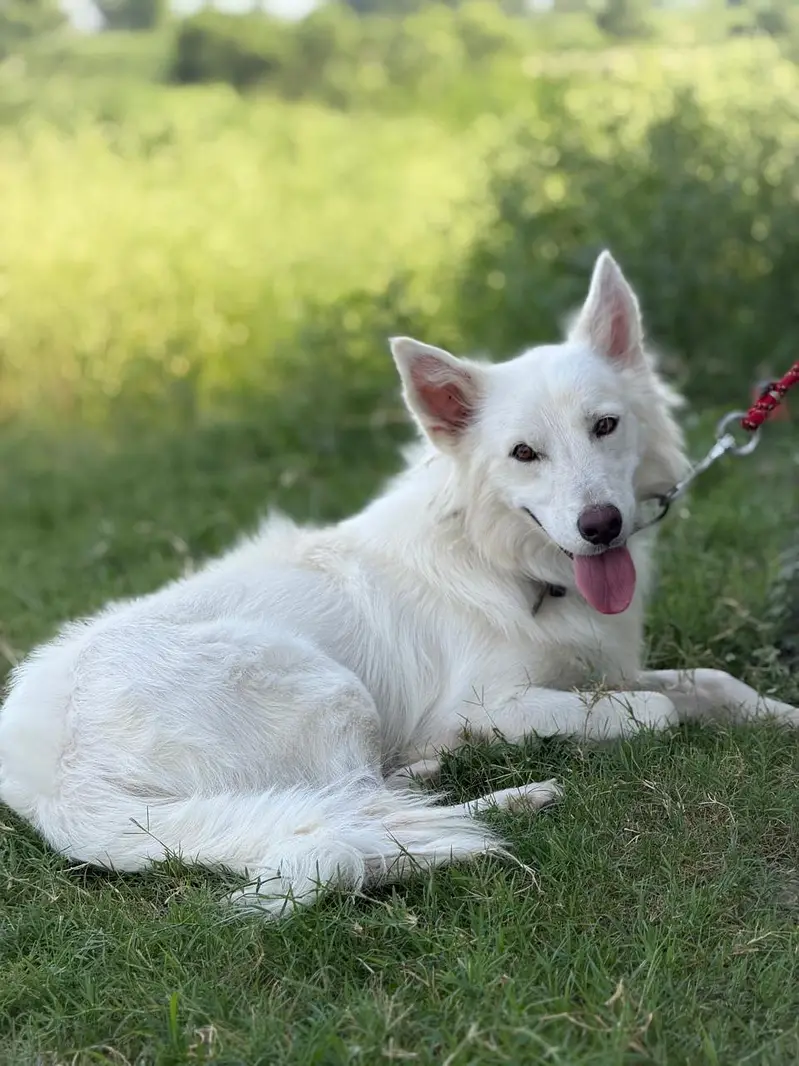 huskey — photo 9