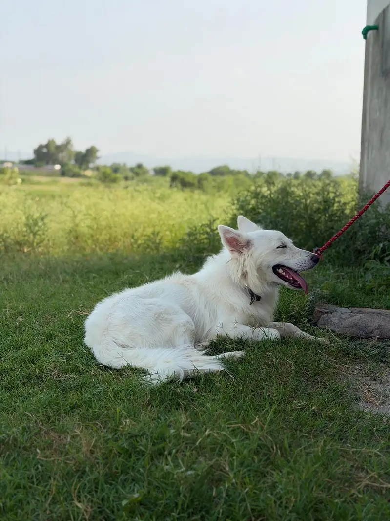 huskey — photo 10