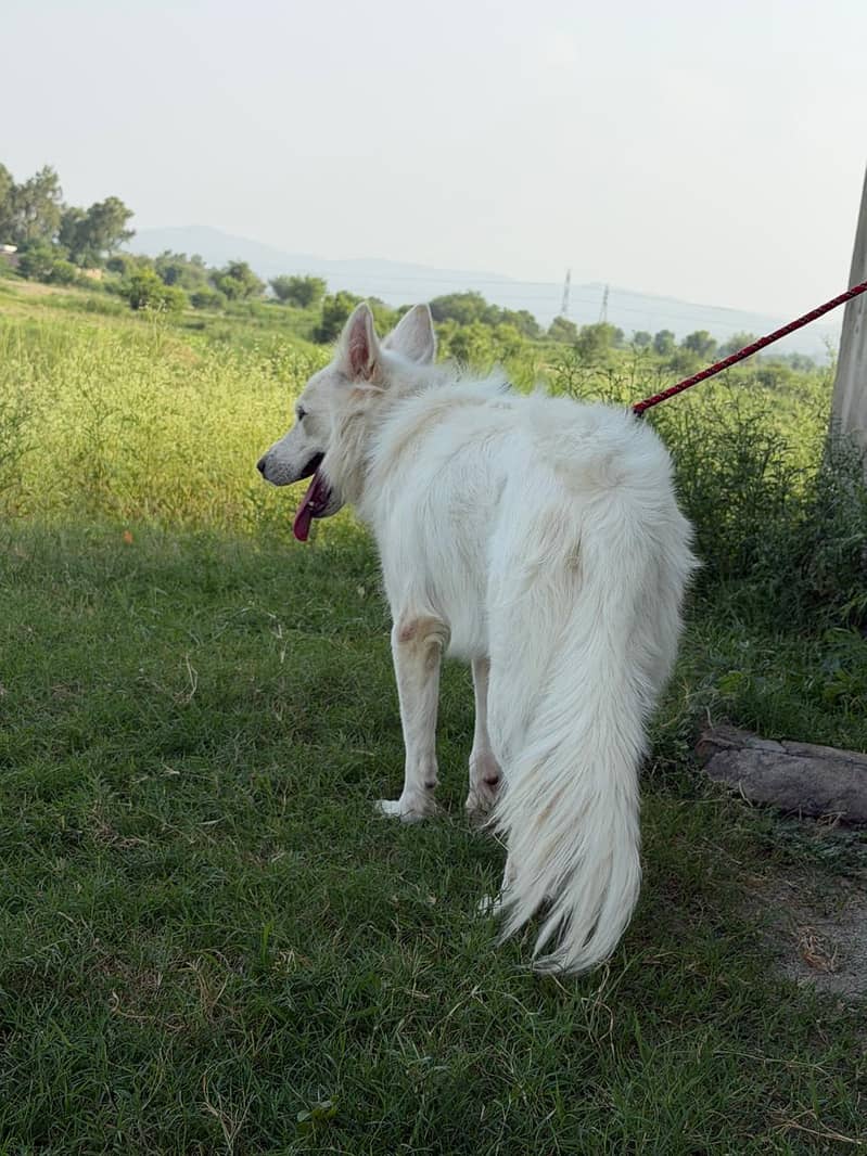 huskey 10