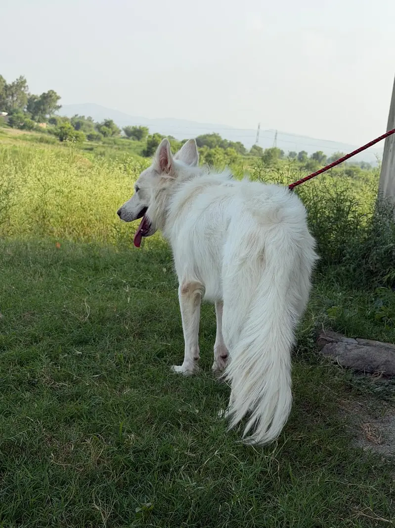 huskey — photo 11